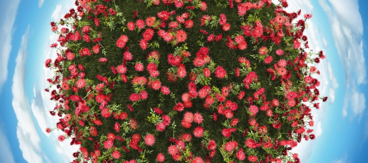 Red Flowers wallpaper 720x320