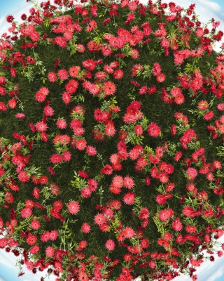 Kostenloses Red Flowers Wallpaper für Nokia C2-03