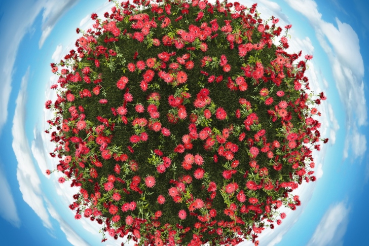 Red Flowers wallpaper