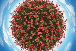 Red Flowers - Obrázkek zdarma pro 1400x1050