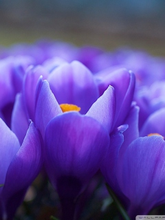 Обои Blue Flowers Macro 240x320