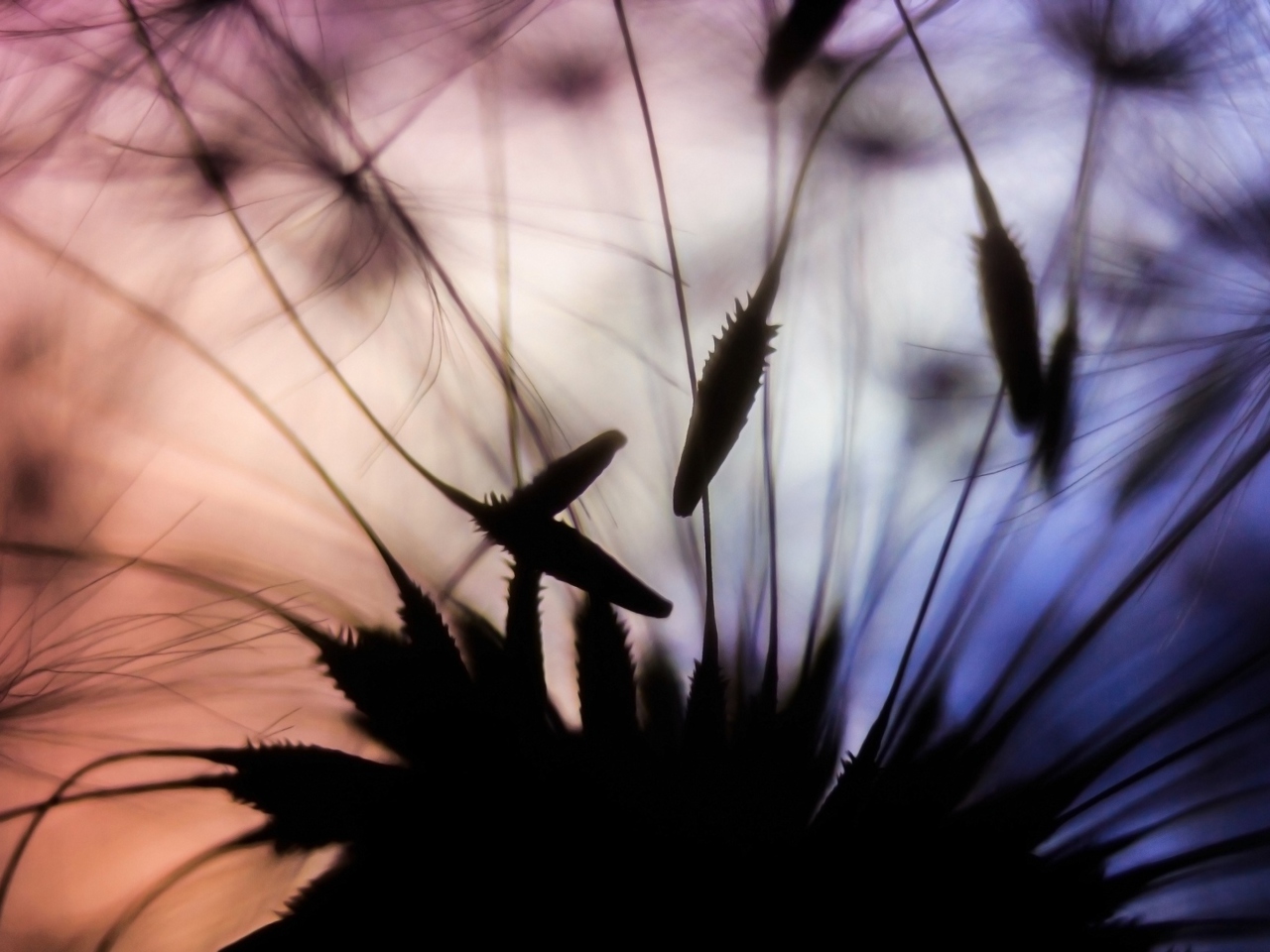 Screenshot №1 pro téma Dandelion Parachutes Macro 1280x960