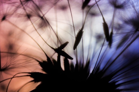 Dandelion Parachutes Macro screenshot #1 480x320