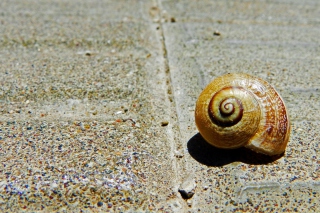 Shell Picture for Android, iPhone and iPad