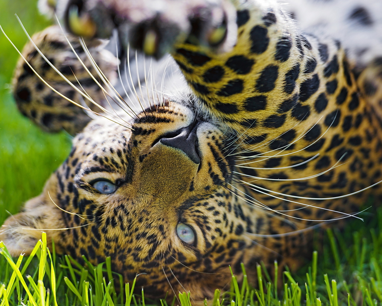 Sfondi Leopard In Grass 1280x1024
