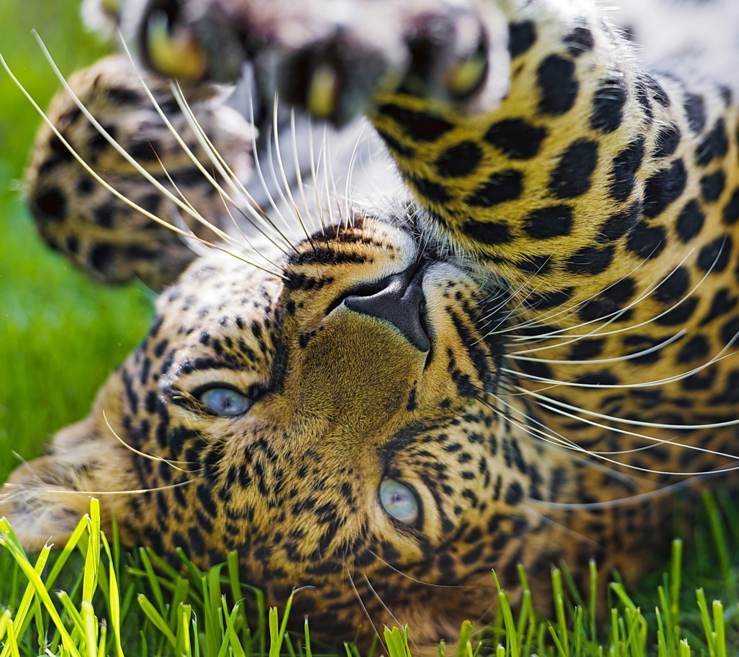 Screenshot №1 pro téma Leopard In Grass 1440x1280