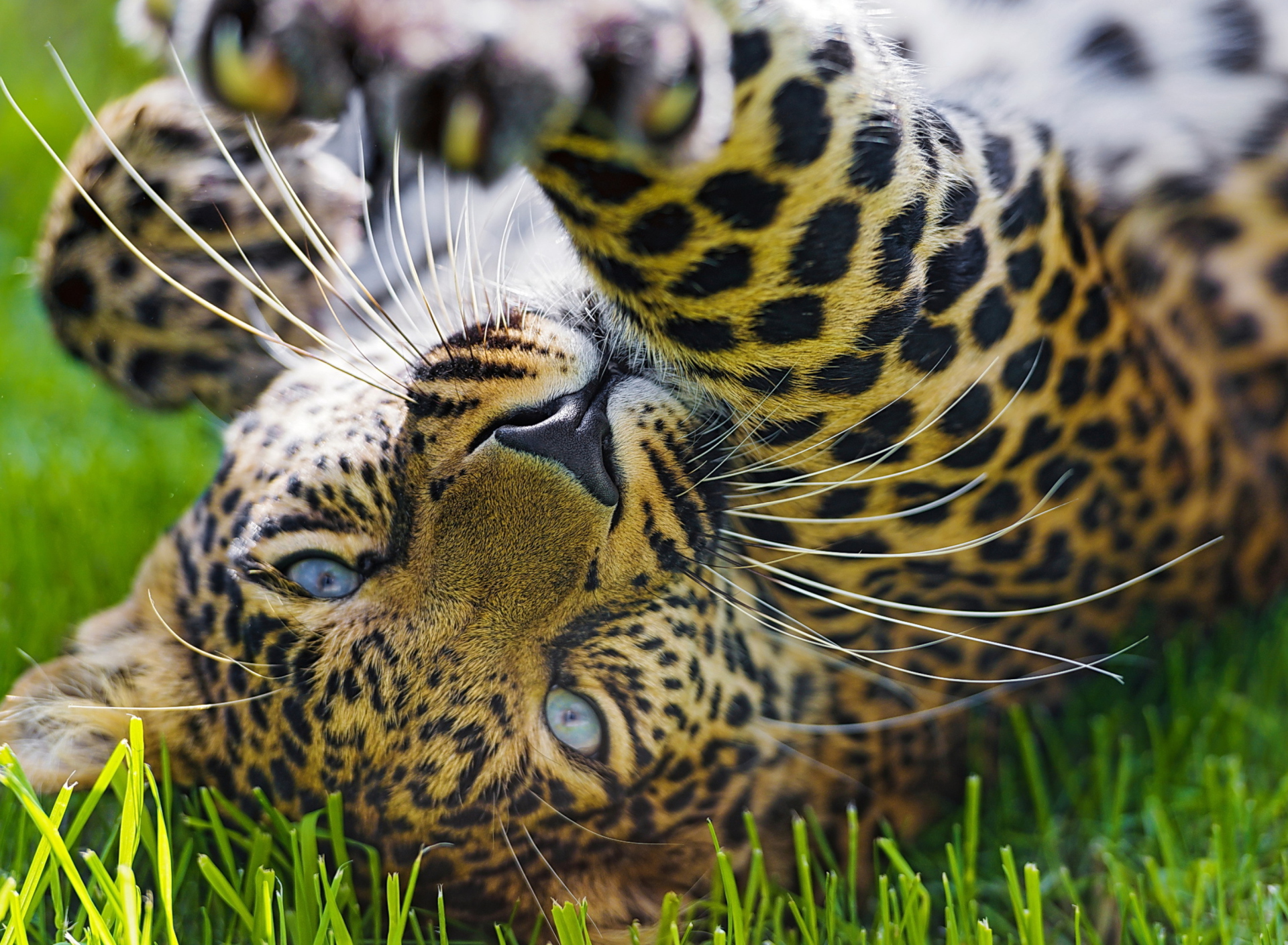 Обои Leopard In Grass 1920x1408