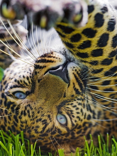 Screenshot №1 pro téma Leopard In Grass 240x320