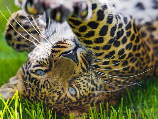 Screenshot №1 pro téma Leopard In Grass 320x240
