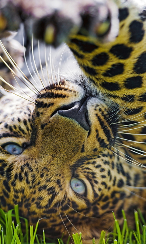 Fondo de pantalla Leopard In Grass 480x800