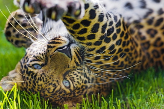 Leopard In Grass Picture for Android, iPhone and iPad