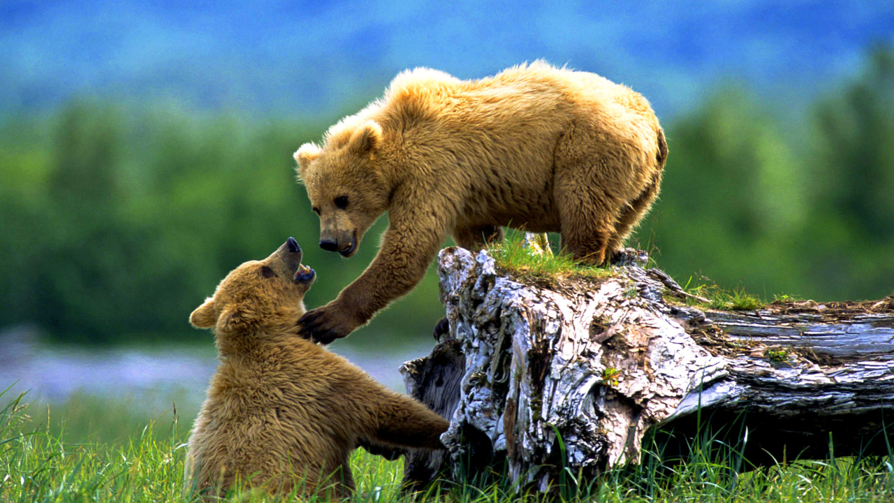 Brown Bears Games wallpaper 1280x720