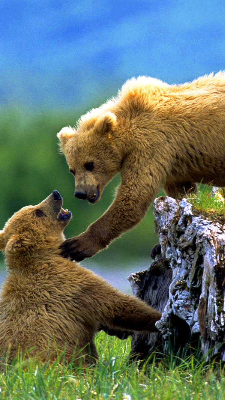 Brown Bears Games wallpaper 750x1334