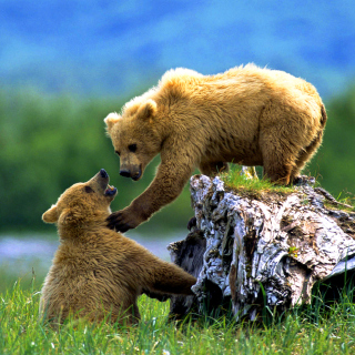 Kostenloses Brown Bears Games Wallpaper für 1024x1024