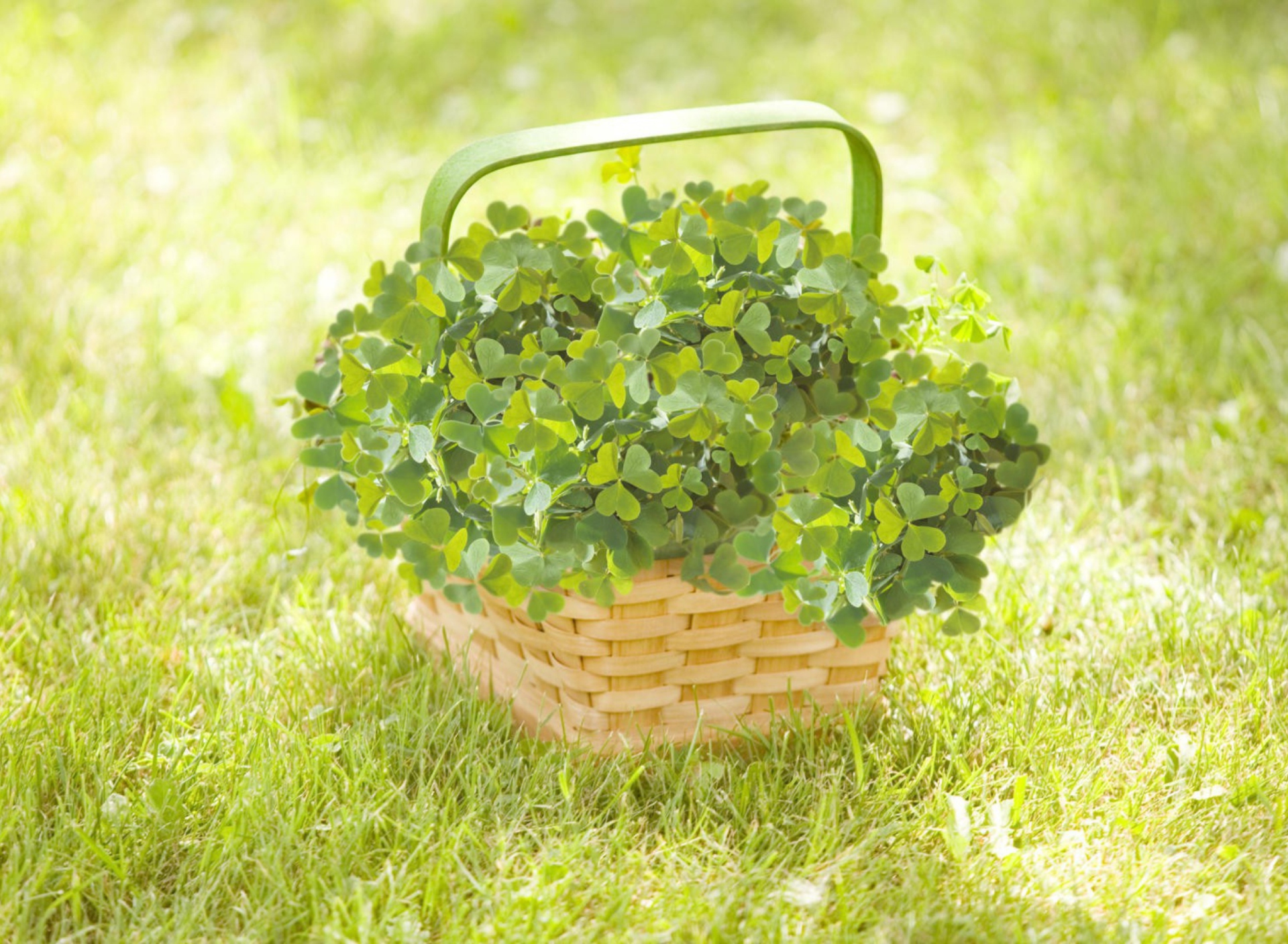 Обои Clover Basket 1920x1408