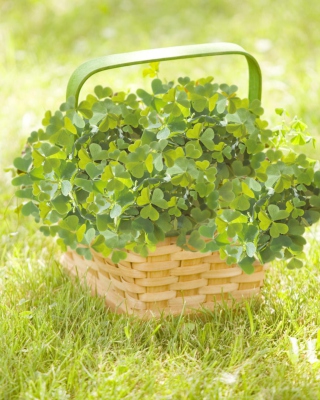 Clover Basket - Obrázkek zdarma pro 640x960