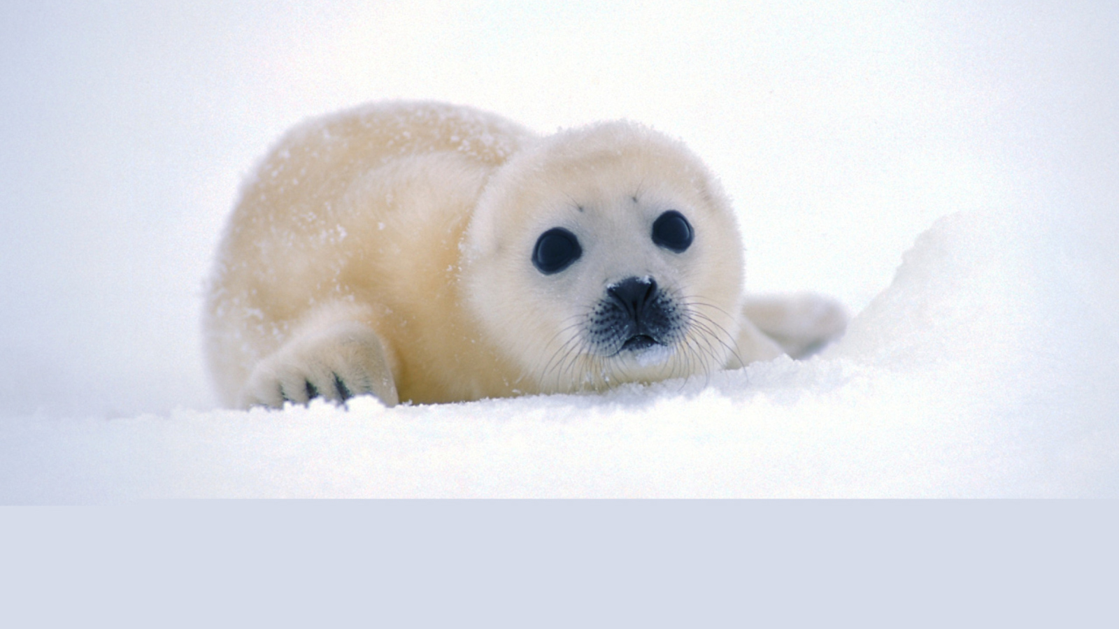 Fondo de pantalla Arctic Seal 1600x900