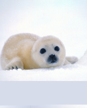 Arctic Seal screenshot #1 176x220