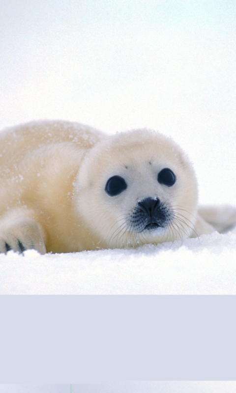 Arctic Seal wallpaper 480x800