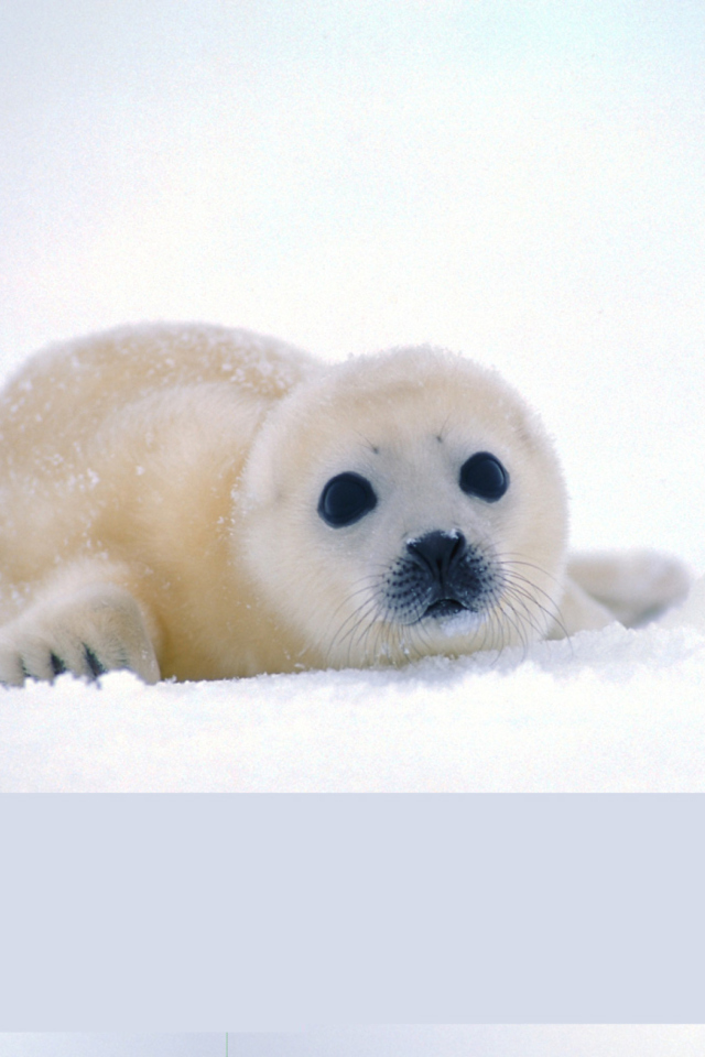 Arctic Seal screenshot #1 640x960