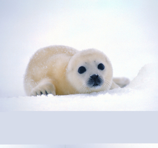 Arctic Seal sfondi gratuiti per iPad Air