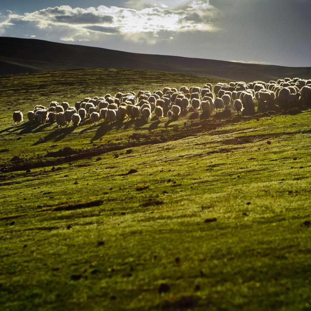 Обои Sheep On Green Hills Of England 1024x1024