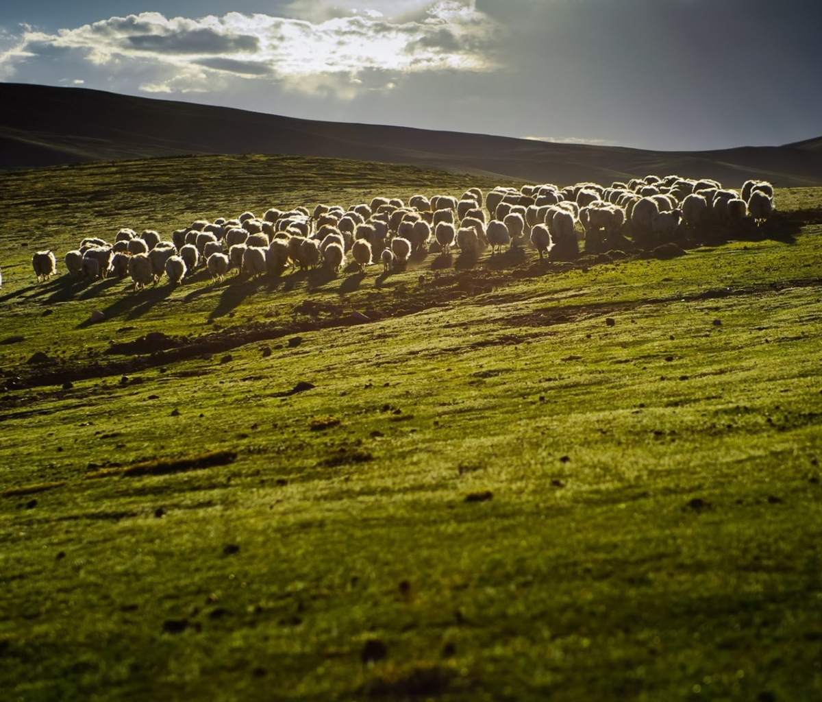 Sfondi Sheep On Green Hills Of England 1200x1024