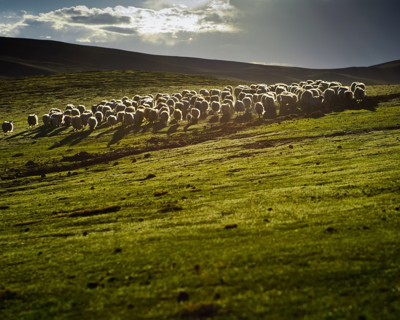 Обои Sheep On Green Hills Of England 1280x1024