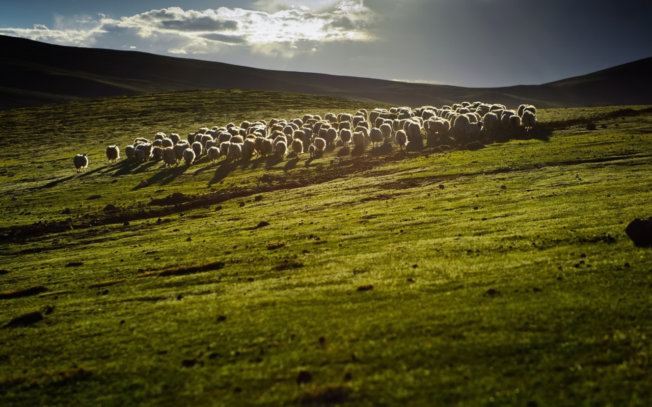 Das Sheep On Green Hills Of England Wallpaper 1280x800