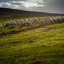 Sheep On Green Hills Of England screenshot #1 128x128