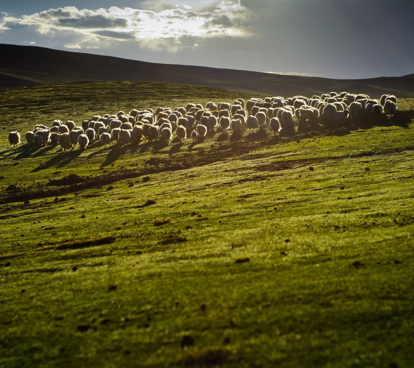 Обои Sheep On Green Hills Of England 1440x1280