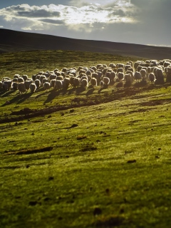 Обои Sheep On Green Hills Of England 240x320
