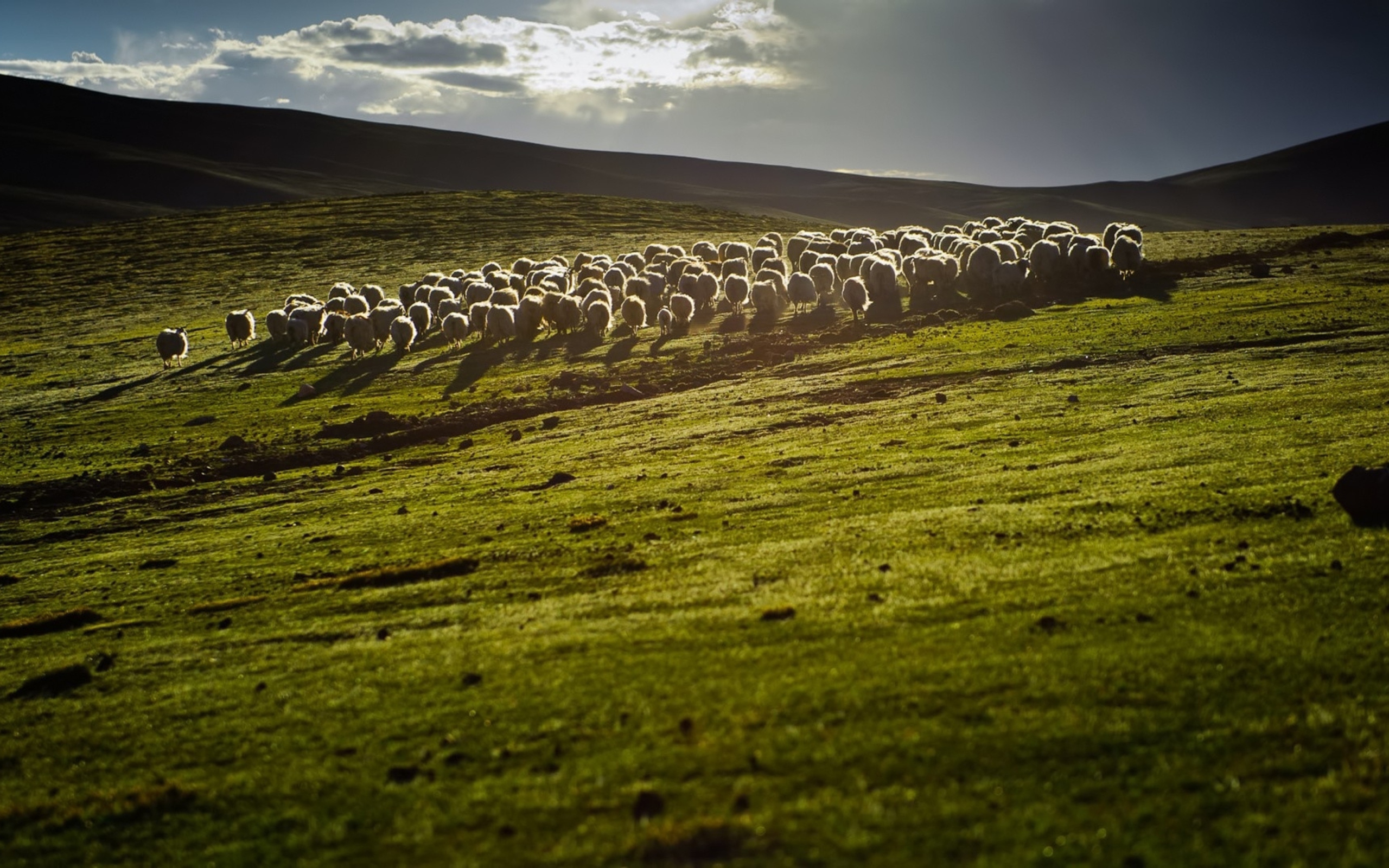 Screenshot №1 pro téma Sheep On Green Hills Of England 2560x1600