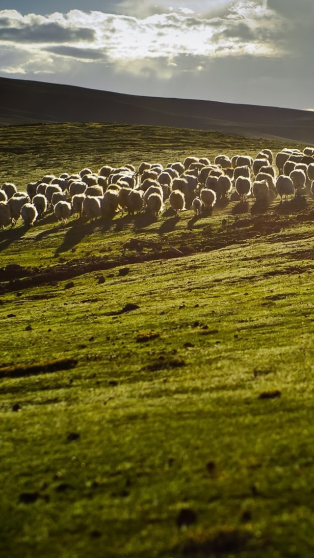 Fondo de pantalla Sheep On Green Hills Of England 640x1136