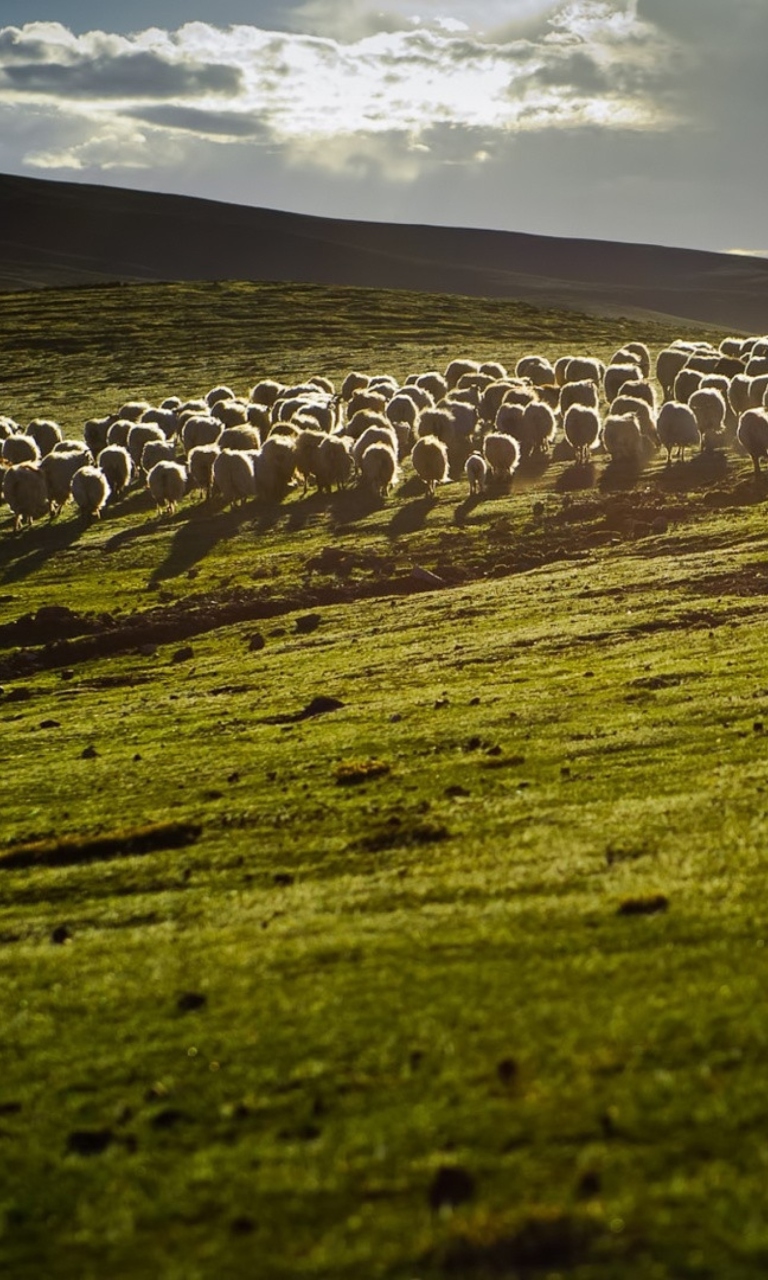 Sheep On Green Hills Of England wallpaper 768x1280