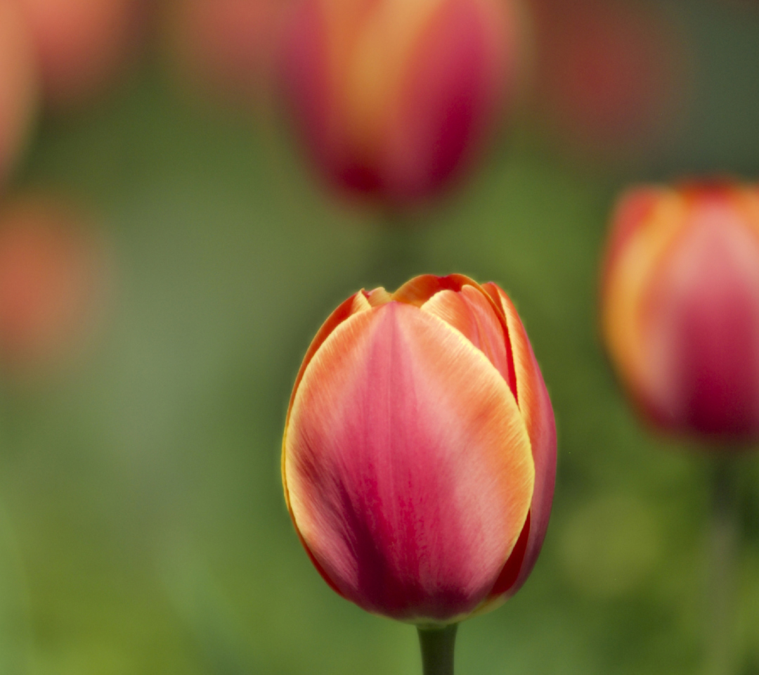 Das Blurred Tulips Wallpaper 1080x960