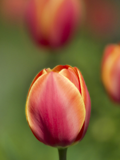 Screenshot №1 pro téma Blurred Tulips 240x320