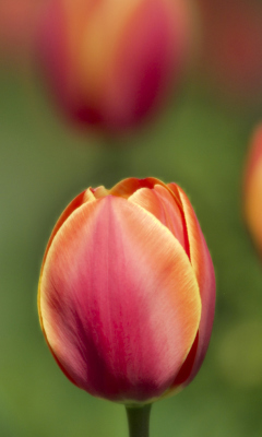 Screenshot №1 pro téma Blurred Tulips 240x400