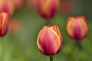 Blurred Tulips Background for Android, iPhone and iPad