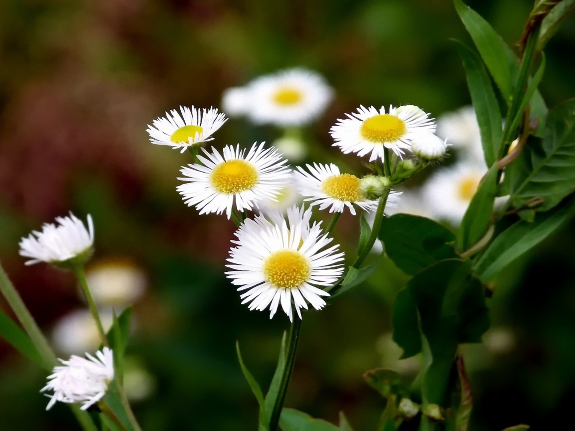 Screenshot №1 pro téma White Daisies 1152x864