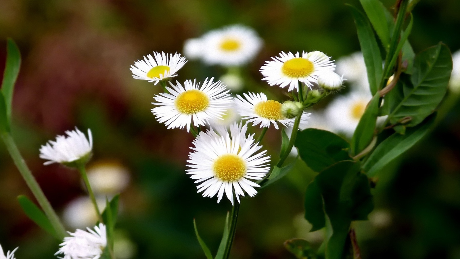 Screenshot №1 pro téma White Daisies 1600x900