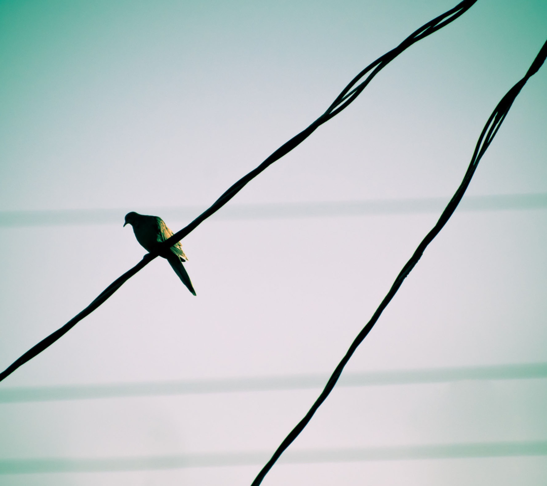 Pigeon On Wire wallpaper 1080x960