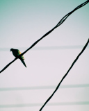 Pigeon On Wire wallpaper 128x160