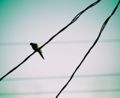 Pigeon On Wire wallpaper 176x144