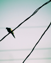 Pigeon On Wire wallpaper 176x220