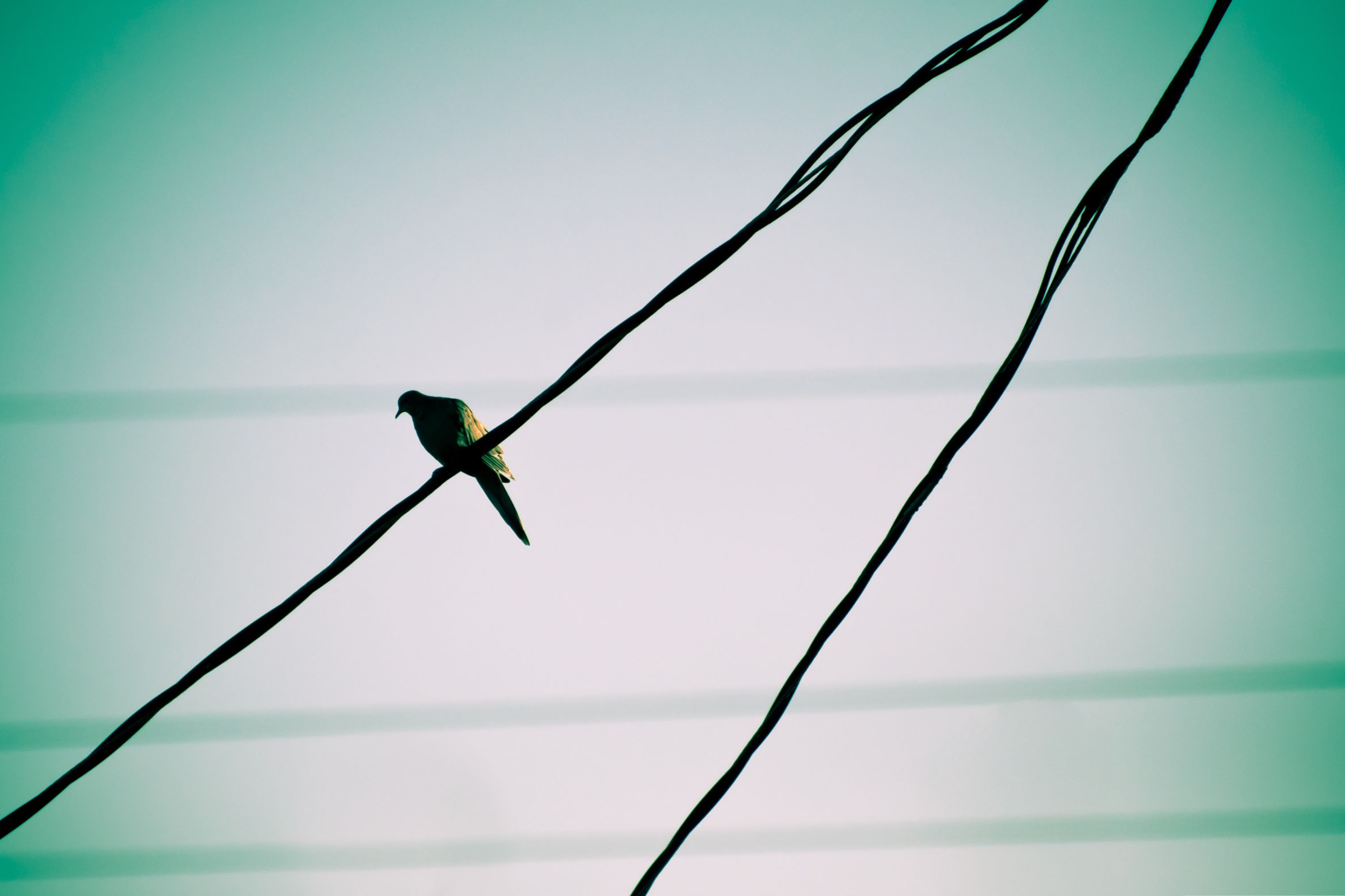 Pigeon On Wire screenshot #1 2880x1920