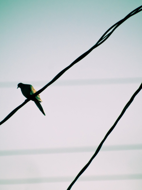 Pigeon On Wire wallpaper 480x640