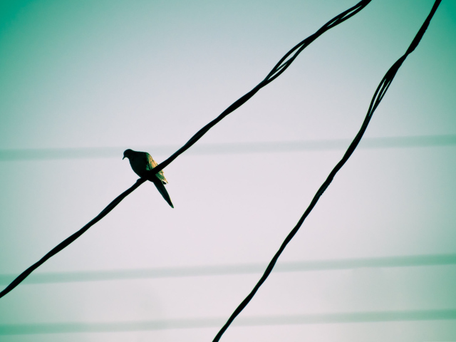 Pigeon On Wire wallpaper 640x480