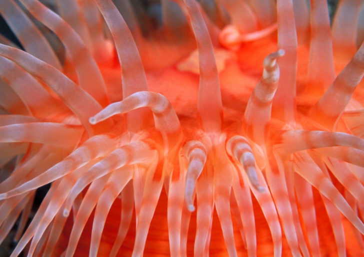 Sfondi Anemone Tentacles