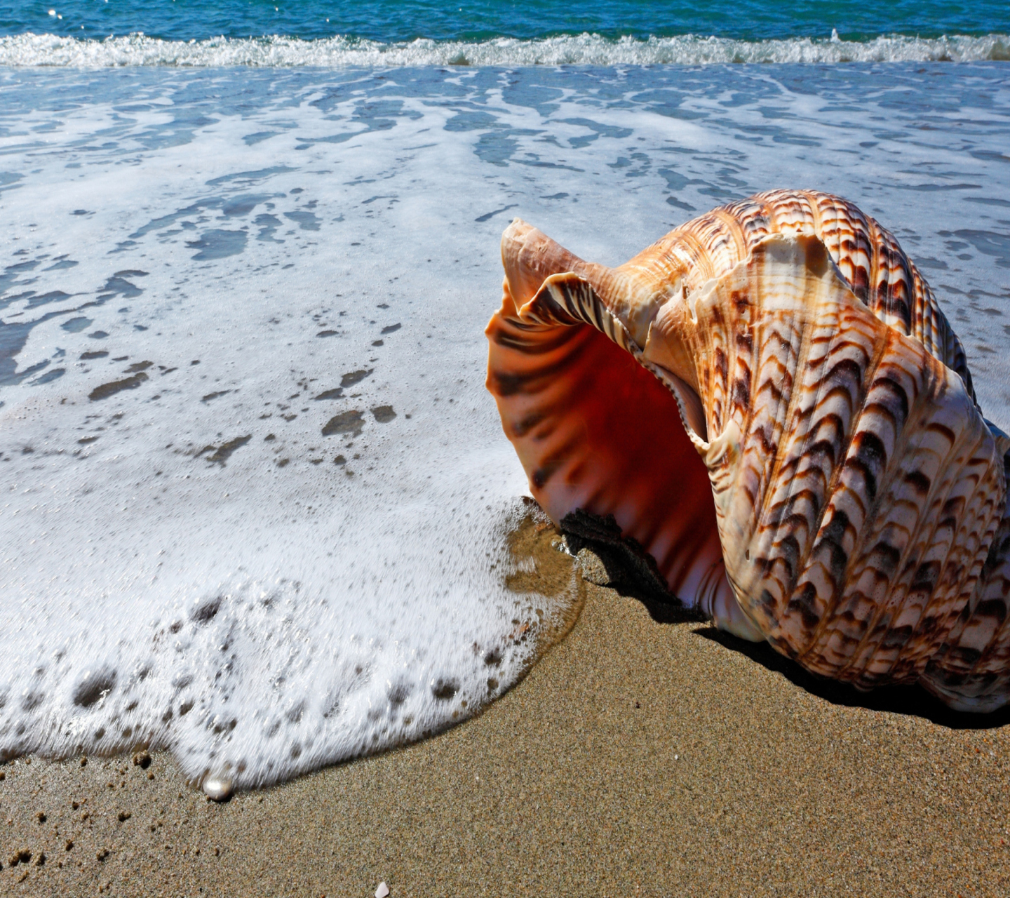 Das Shell And Beach Wallpaper 1440x1280